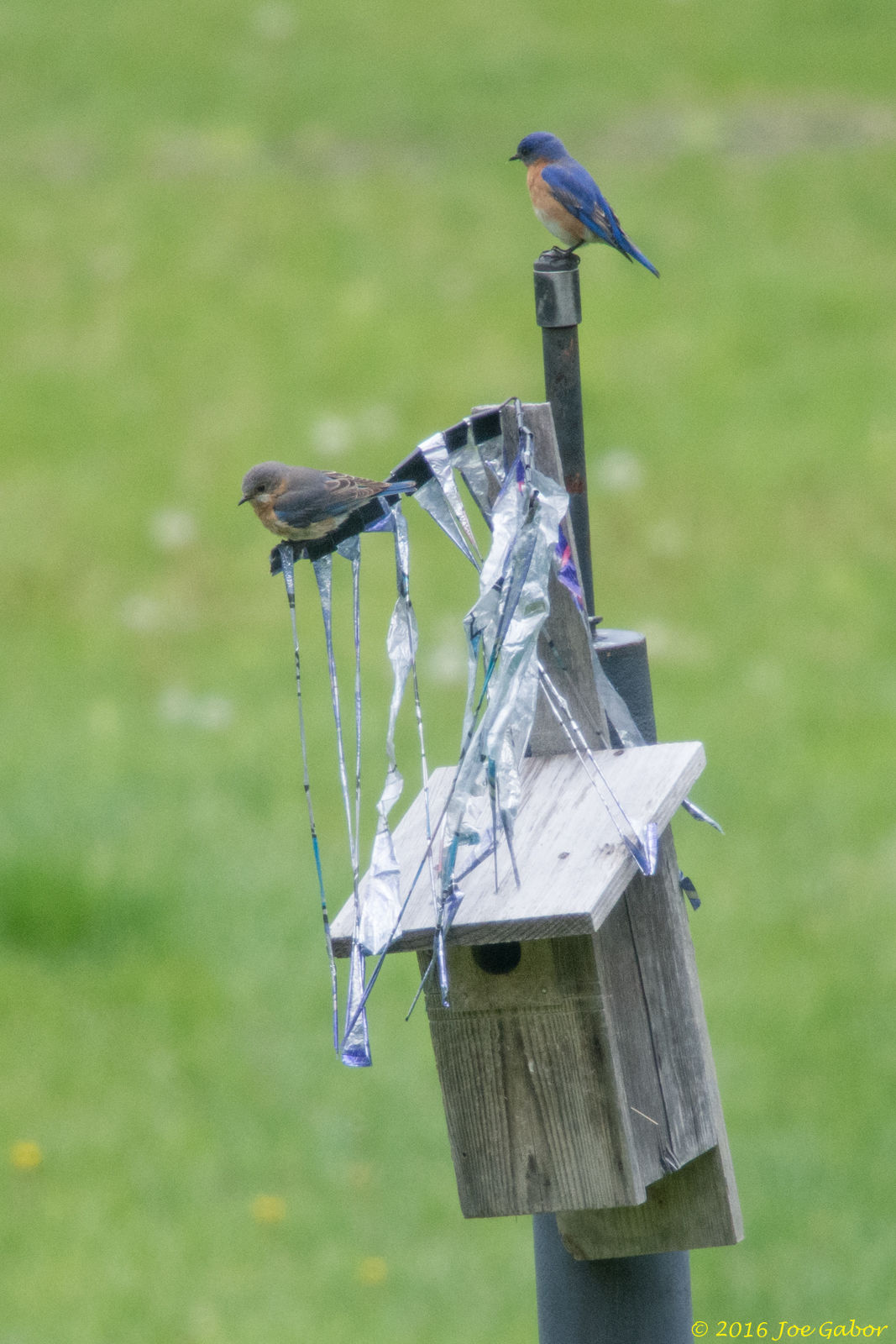 Eastern Bluebird (Sialia sialis)