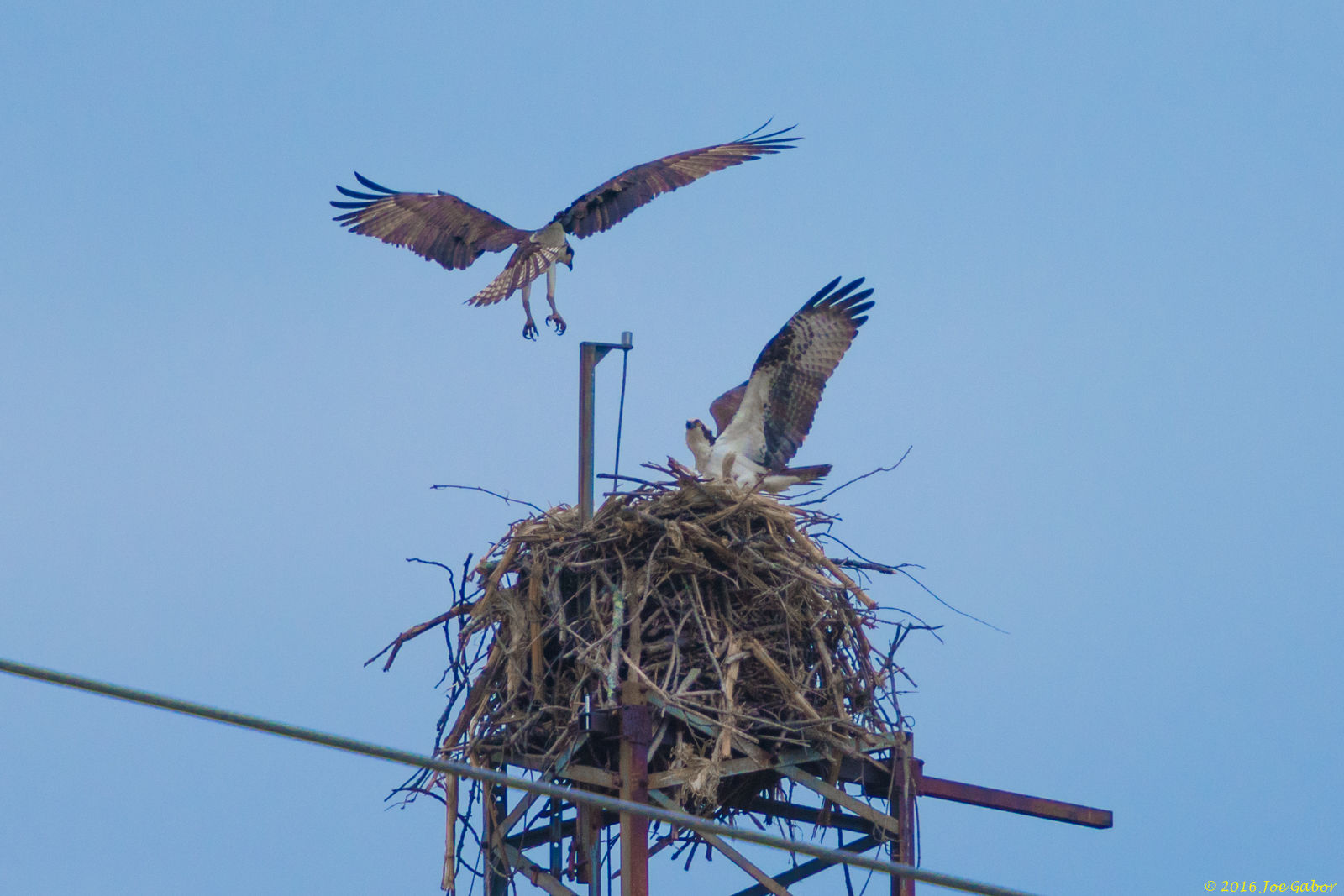 Osprey  (Pandion haliaetus)