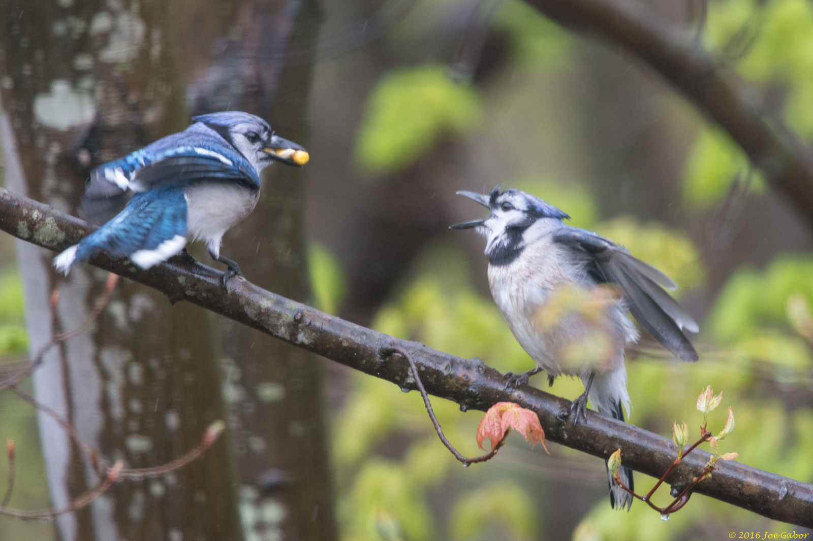 Blue Jay (Cyanocitta cristata)