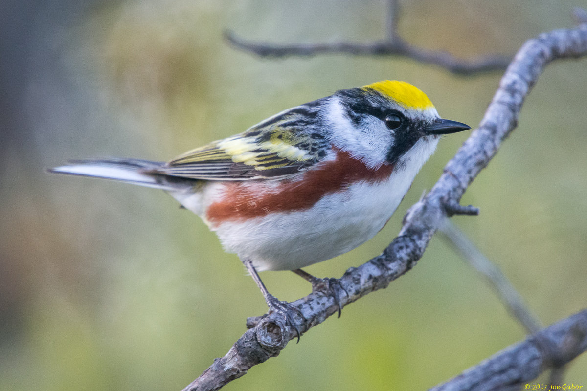 Chestnut-sided Warbler
(Setophaga pensylvanica)