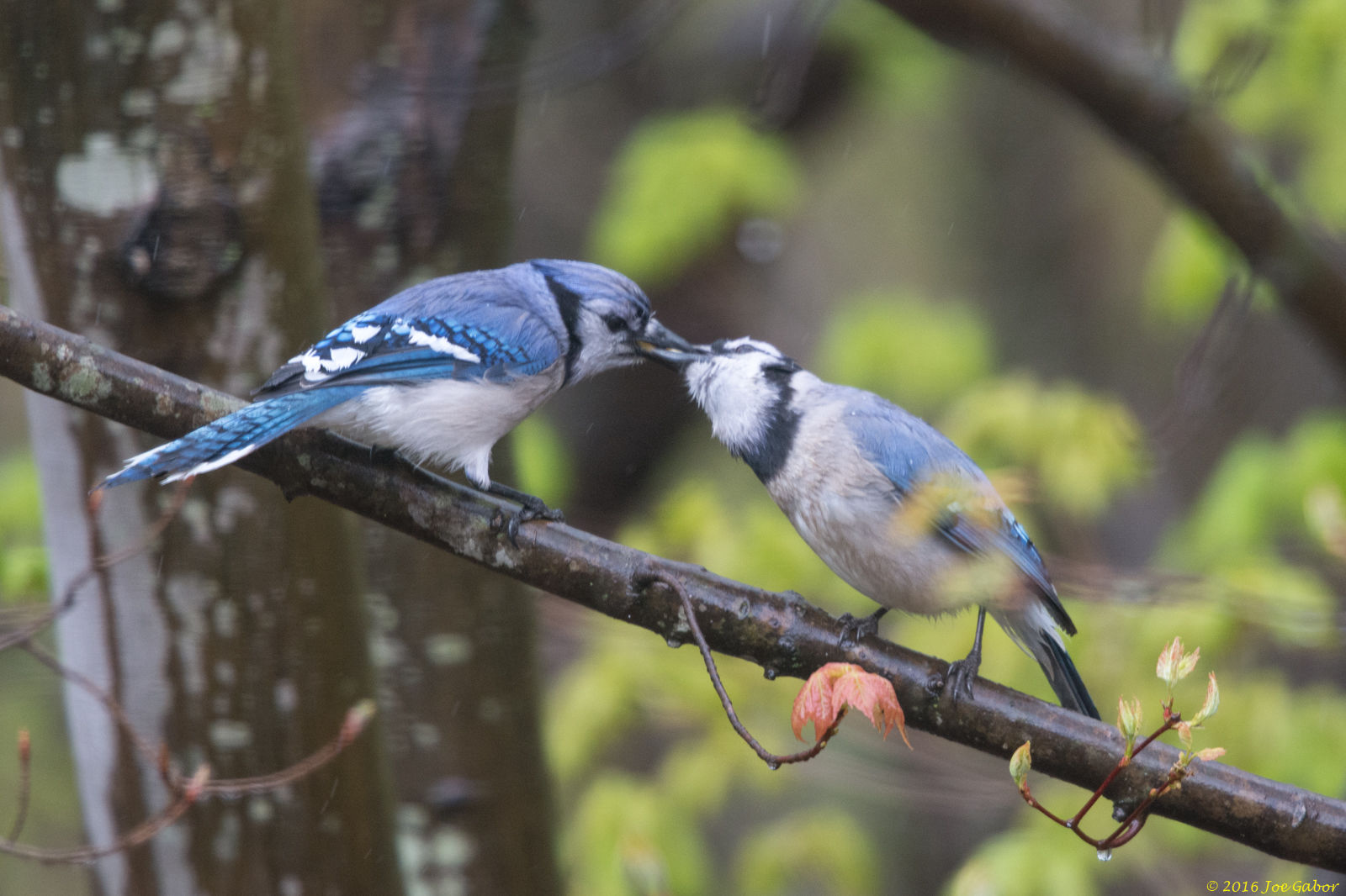 Blue Jay (Cyanocitta cristata)