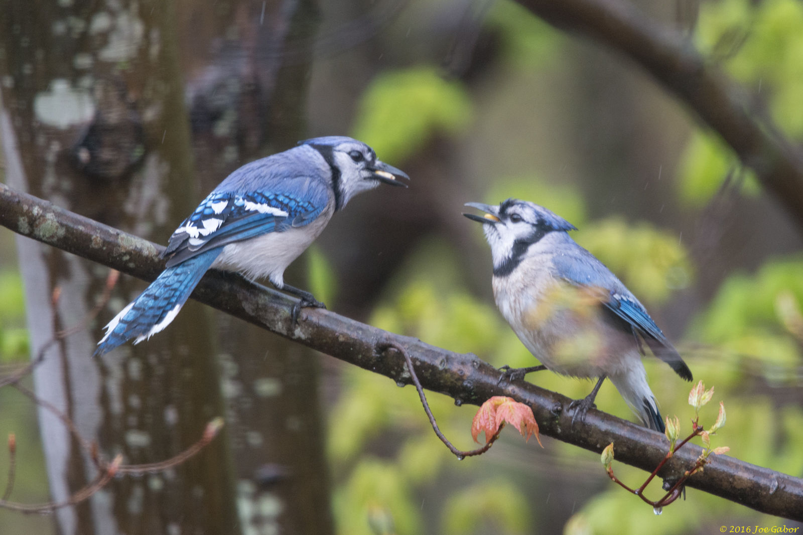 Blue Jay (Cyanocitta cristata)