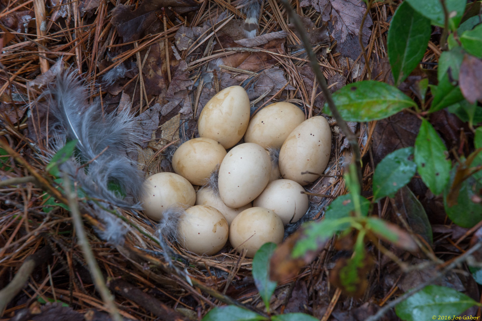 Ruffed Grouse Eggs (Bonasa umbellus)