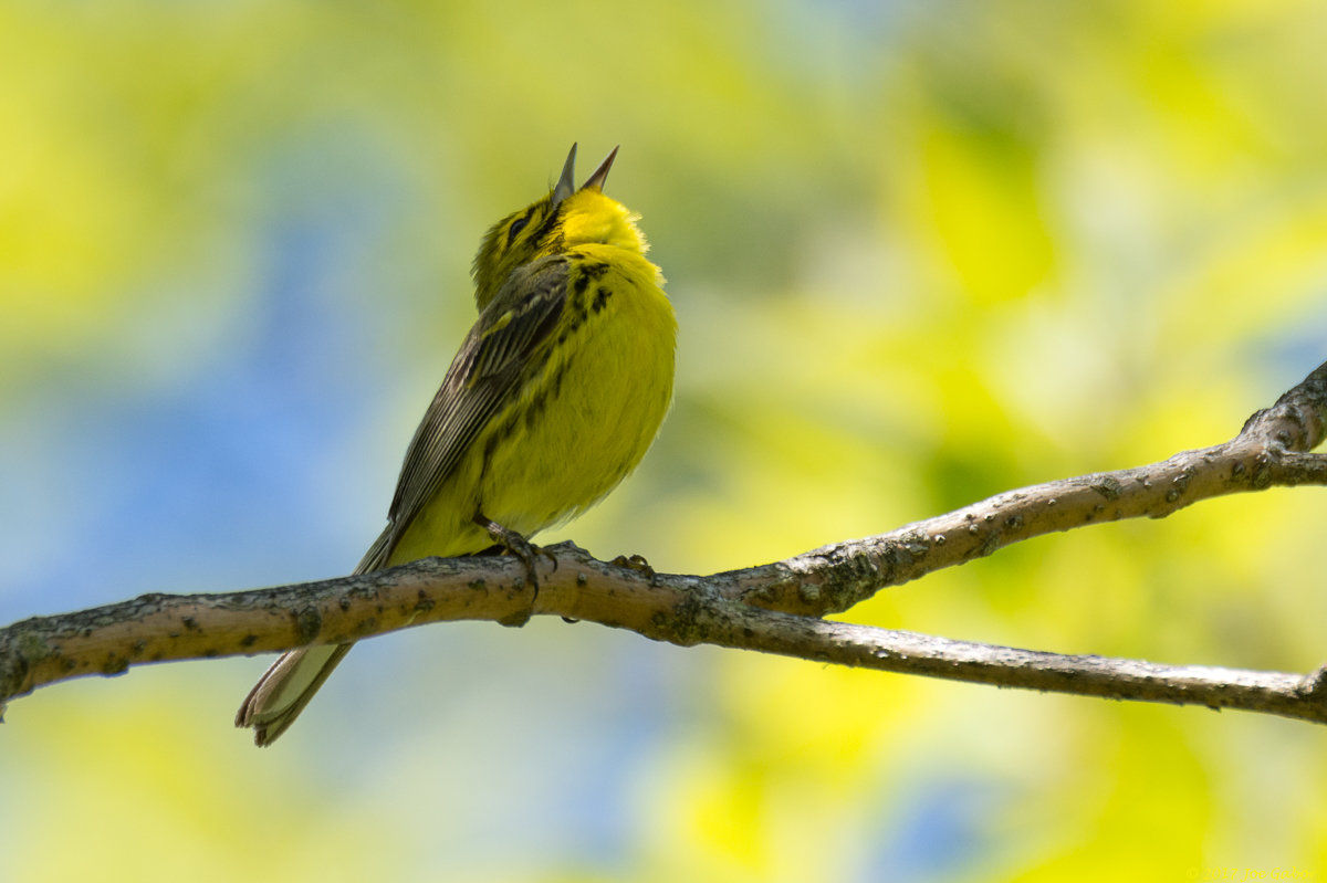 Prairie Warbler
(Setophaga discolor)