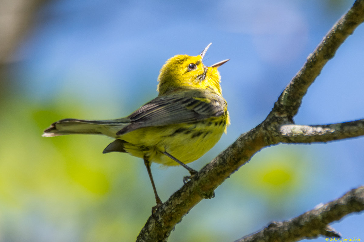 Prairie Warbler
(Setophaga discolor)