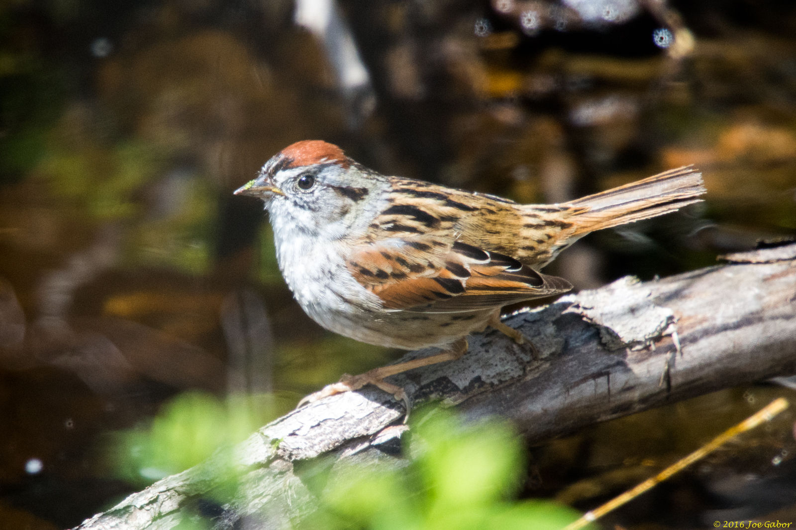 Chipping Sparrow (Spizella passerina)