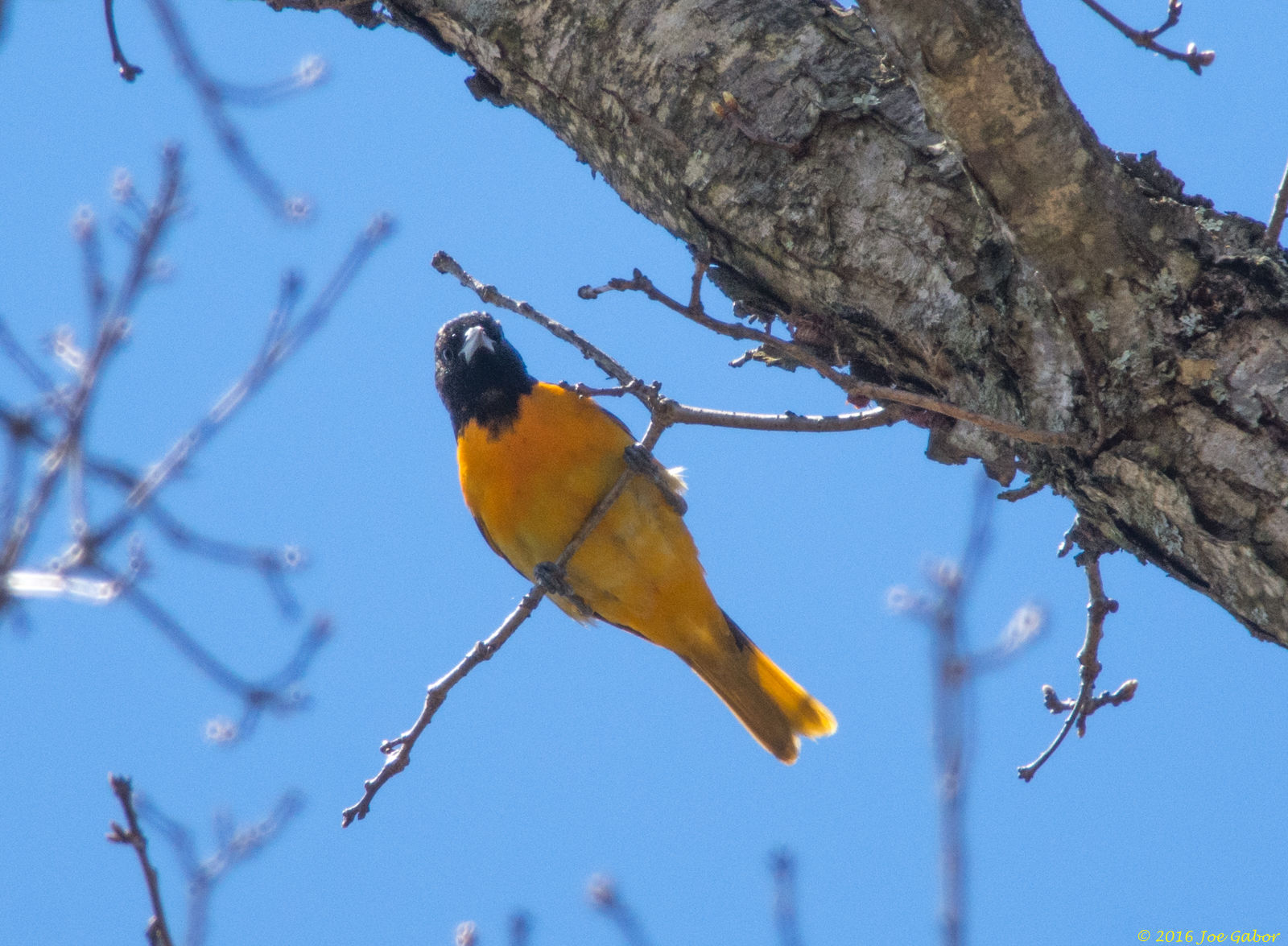 Baltimore Oriole  Download (Icterus galbula)