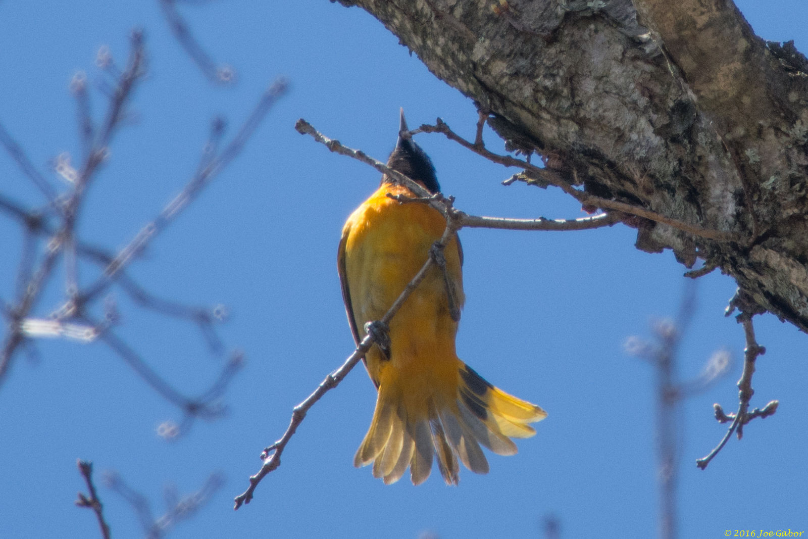 Baltimore Oriole  Download (Icterus galbula)