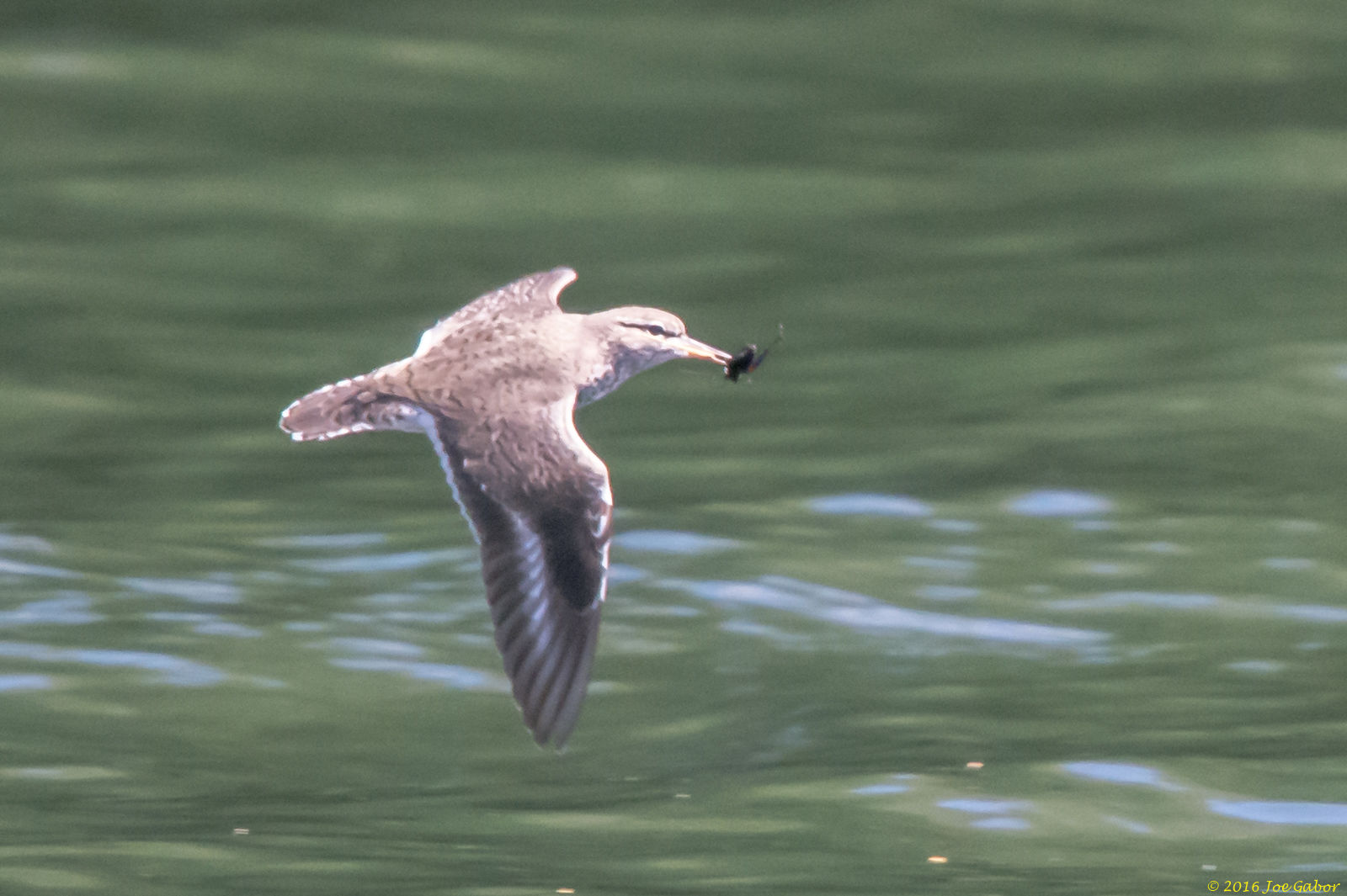 Spotted Sandpiper (Actitis macularius)