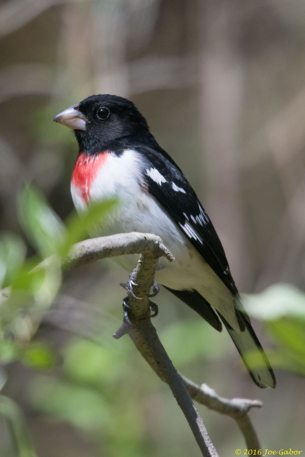 Rose-breasted Grosbeak (Pheucticus ludovicianus)