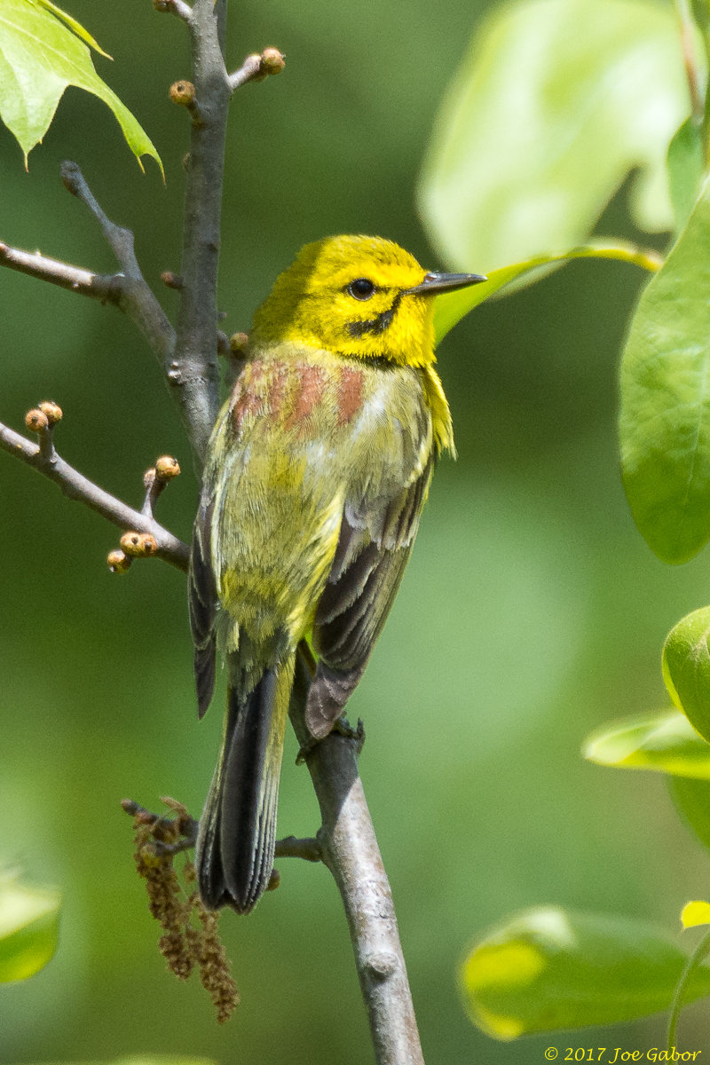 Prairie Warbler
(Setophaga discolor)