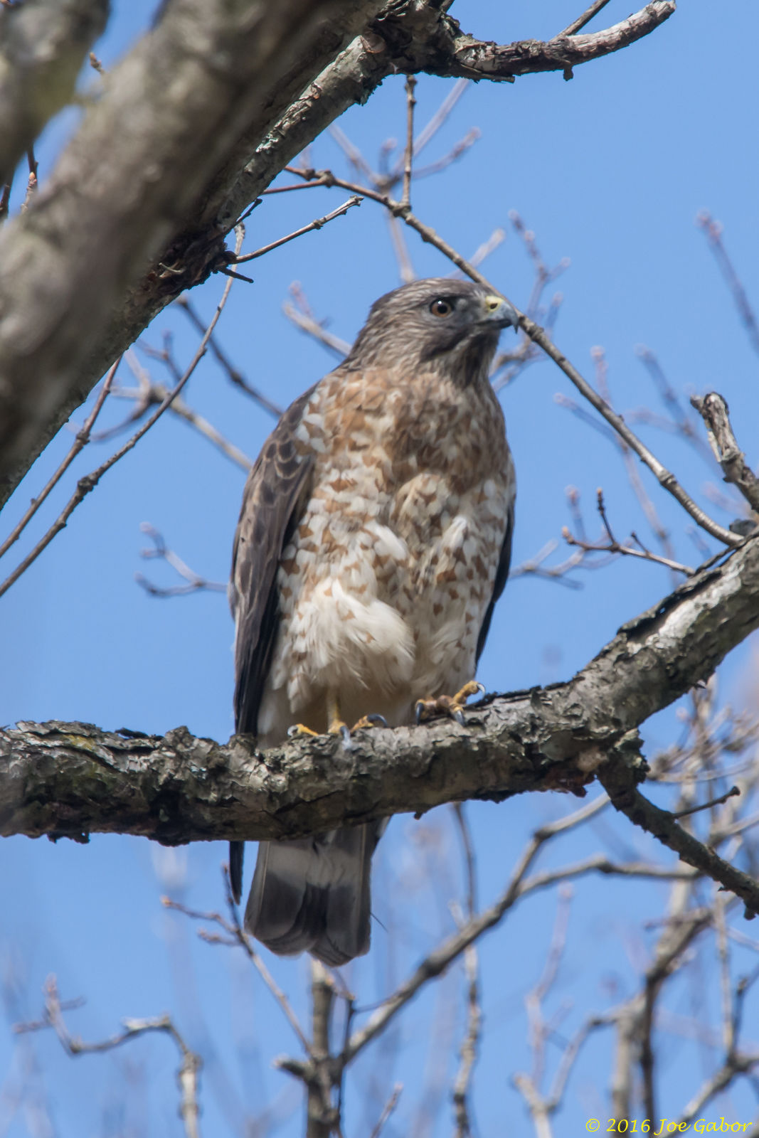 Broad-winged Hawk (Buteo platypterus)