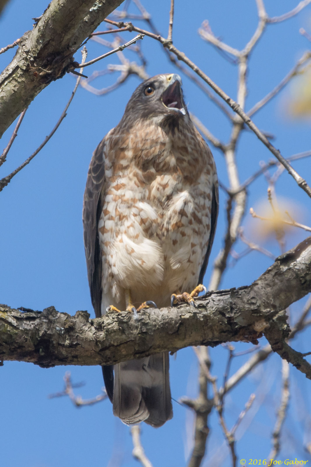 Broad-winged Hawk (Buteo platypterus)