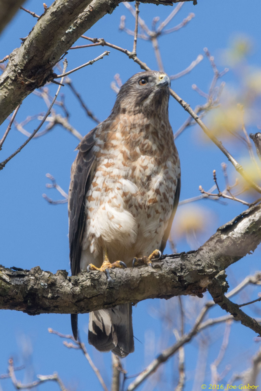 Broad-winged Hawk (Buteo platypterus)