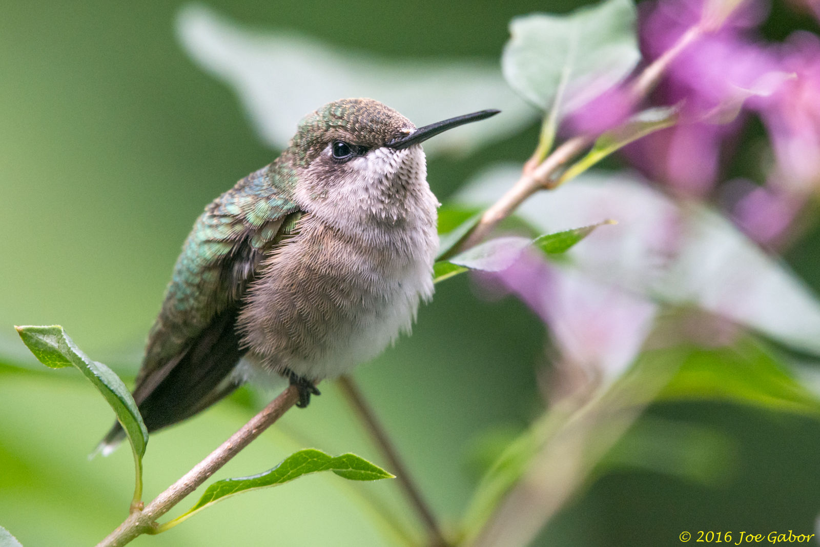 Ruby-throated Hummingbird (Archilochus colubris)