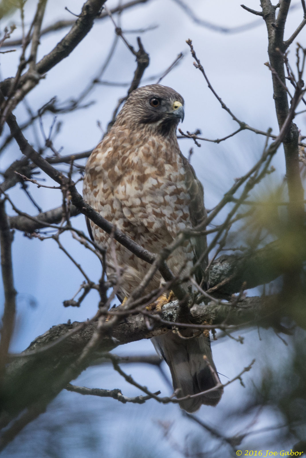 Broad-winged Hawk (Buteo platypterus)