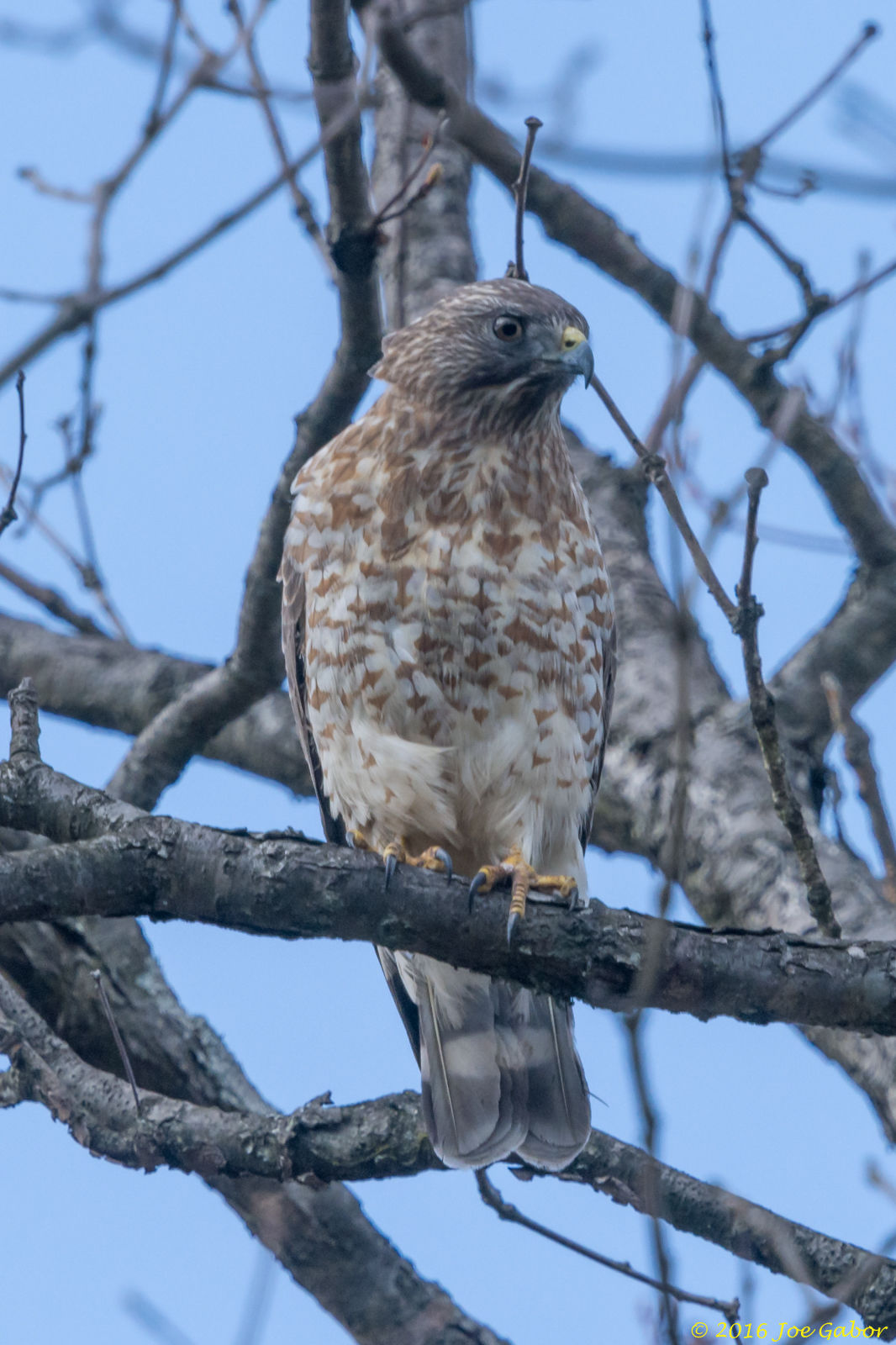 Broad-winged Hawk (Buteo platypterus)