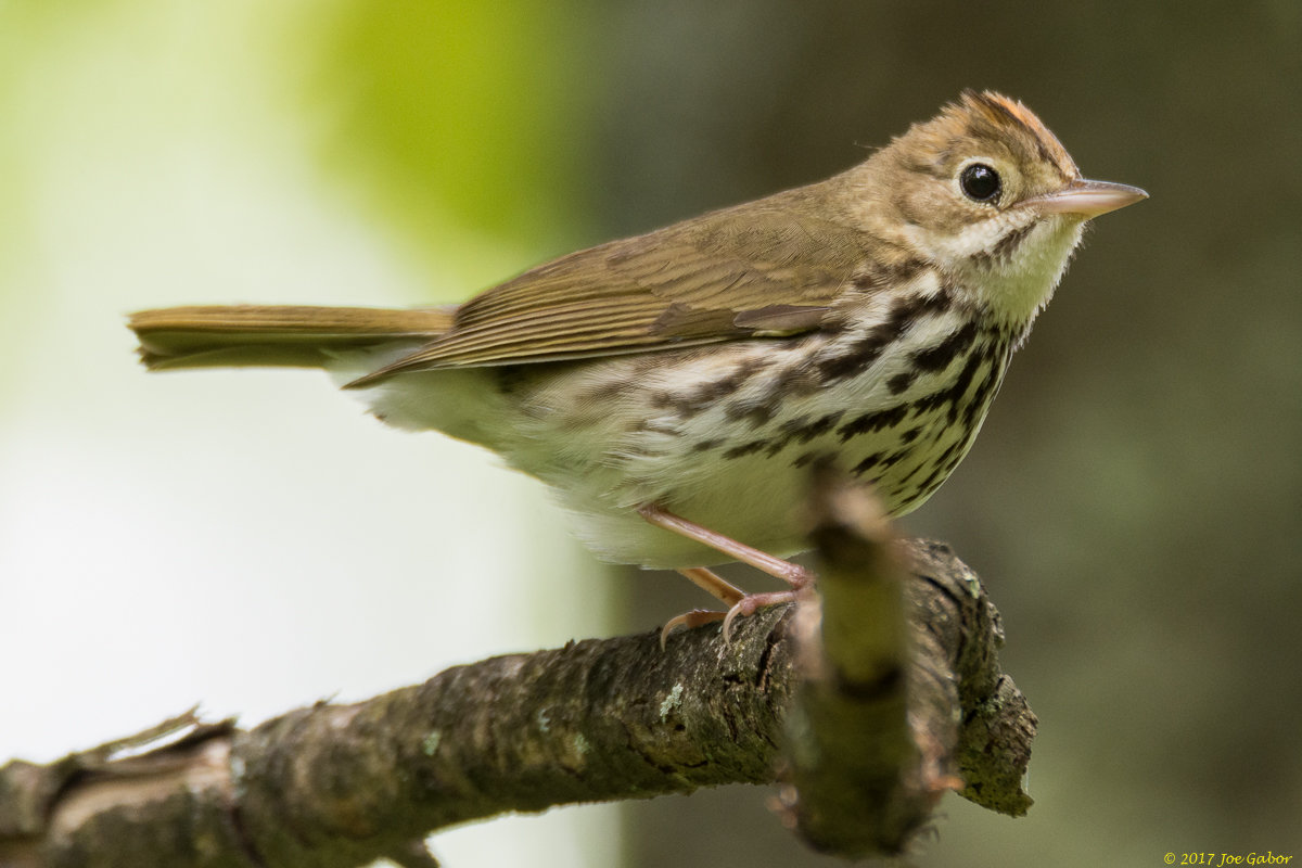 Ovenbird
(Seiurus aurocapilla)