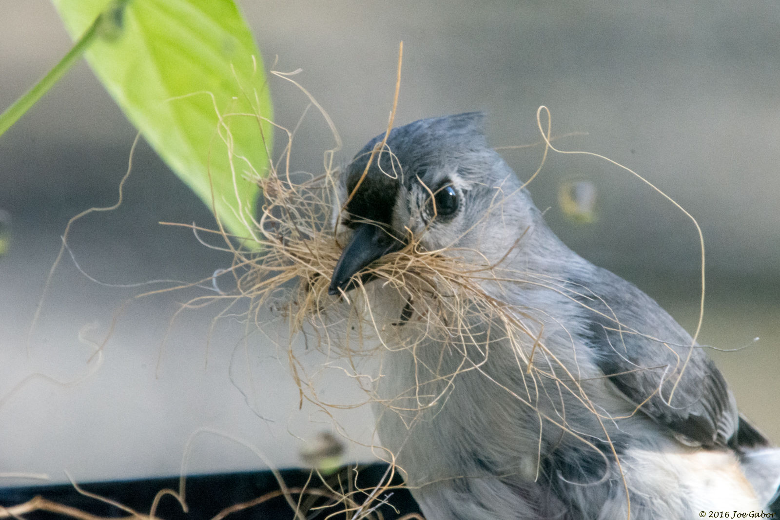 Tufted Titmouse (Baeolophus bicolor)