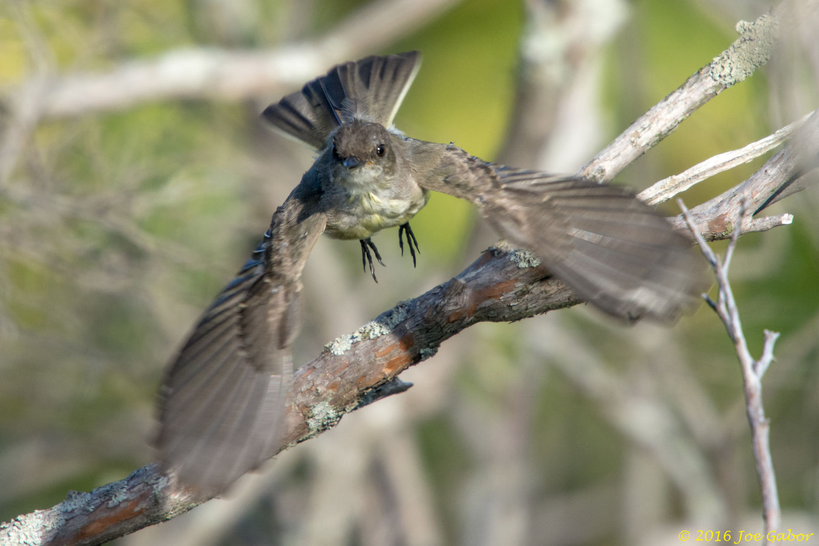 Eastern Phoebe  (Sayornis phoebe)