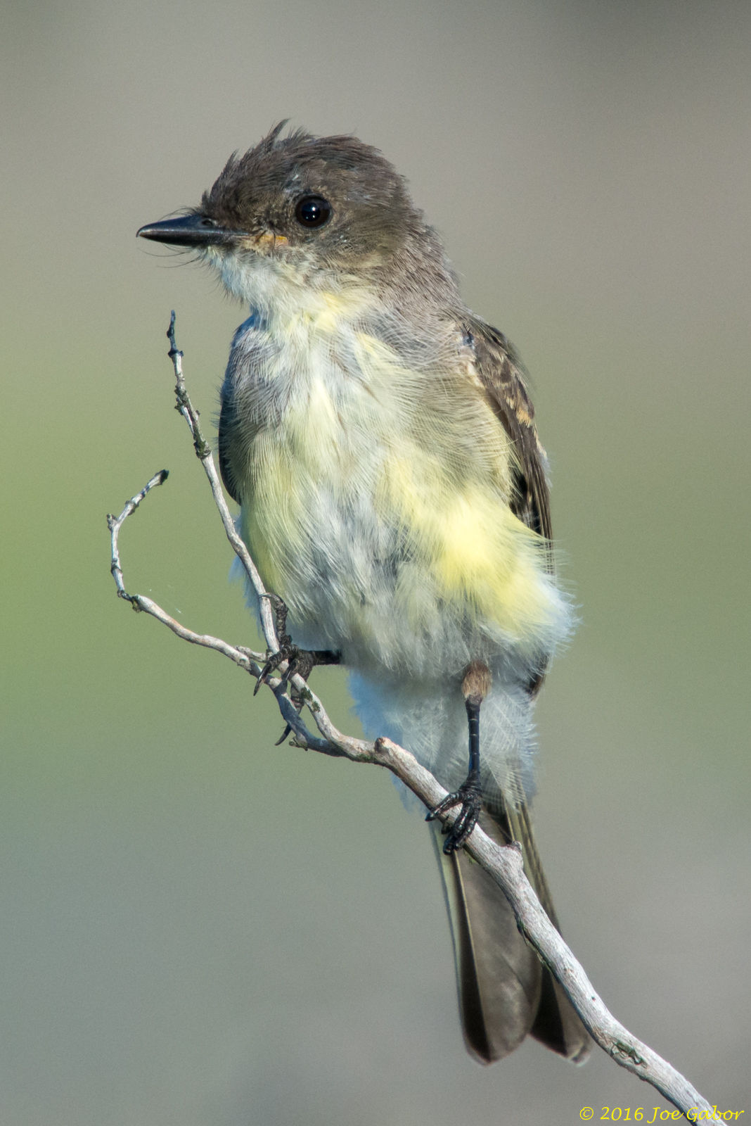 Eastern Phoebe  (Sayornis phoebe)