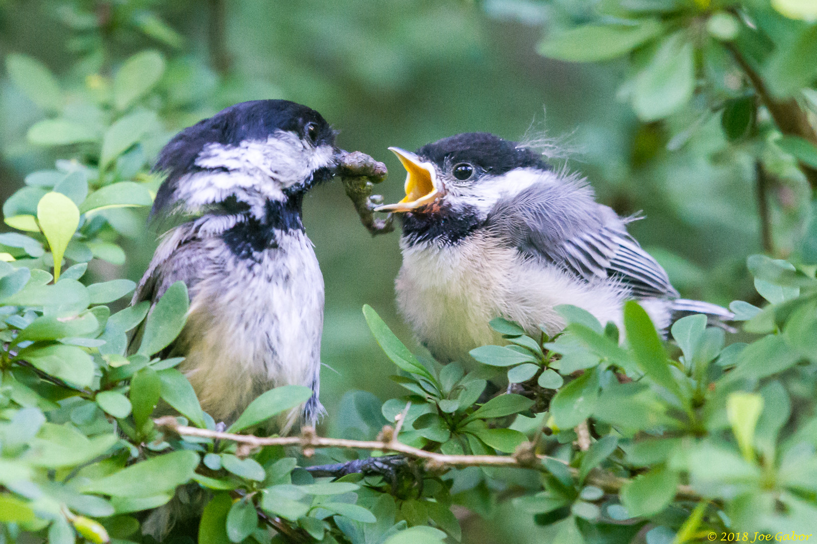 Black-capped Chickadee
(Poecile atricapillus)
