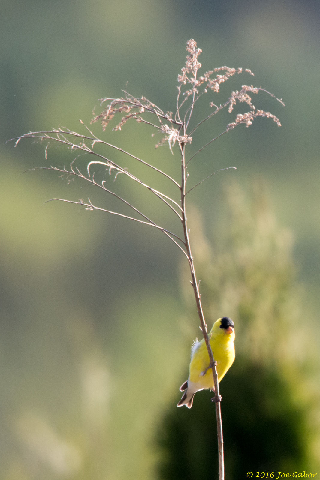 American Goldfinch (Spinus tristis)