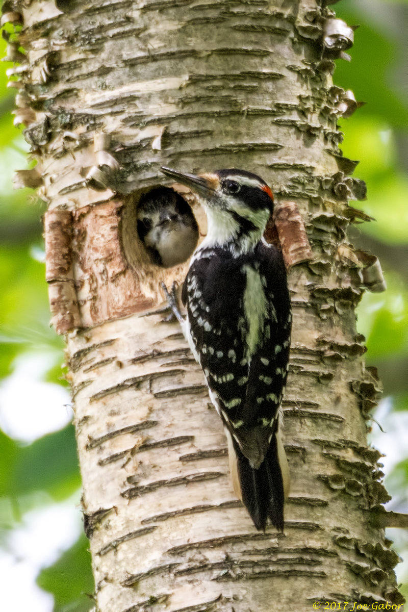 Hairy Woodpecker
(Picoides villosus)