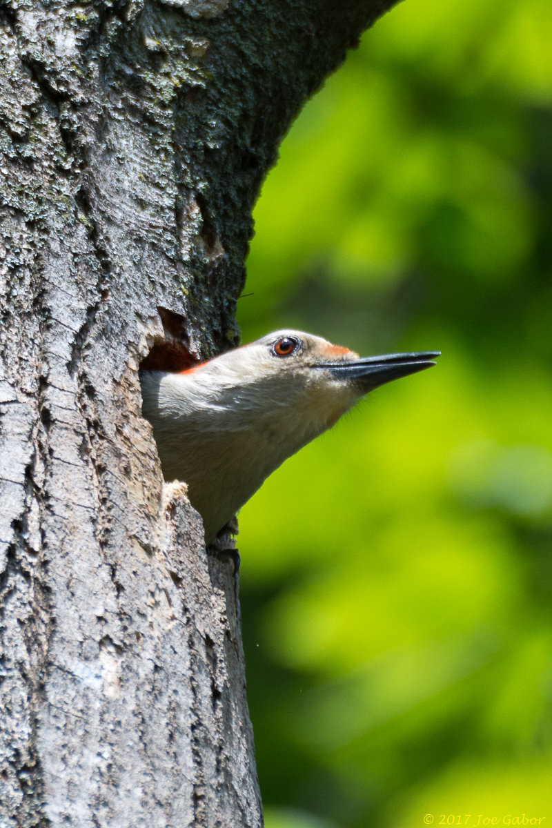 Red-bellied Woodpecker
(Melanerpes carolinus)