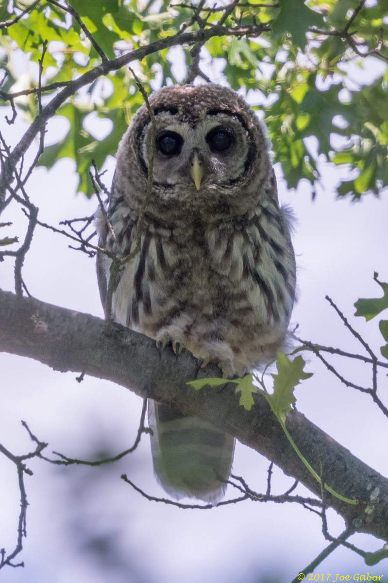 Barred Owl
(Strix varia)