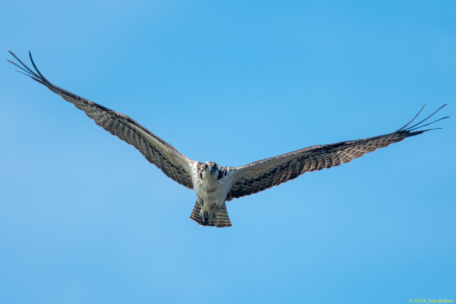 Osprey  (Pandion haliaetus)