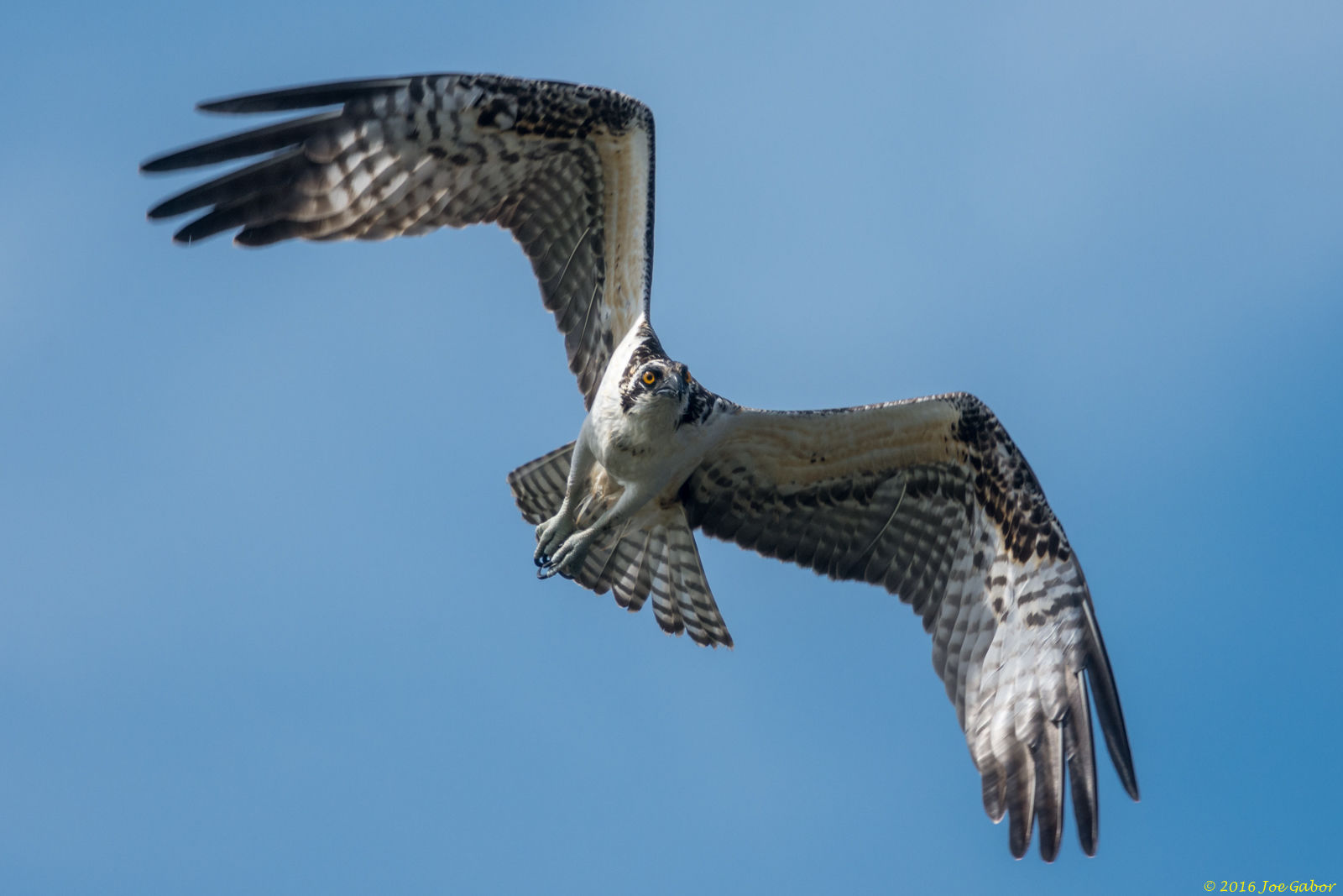 Osprey  (Pandion haliaetus)