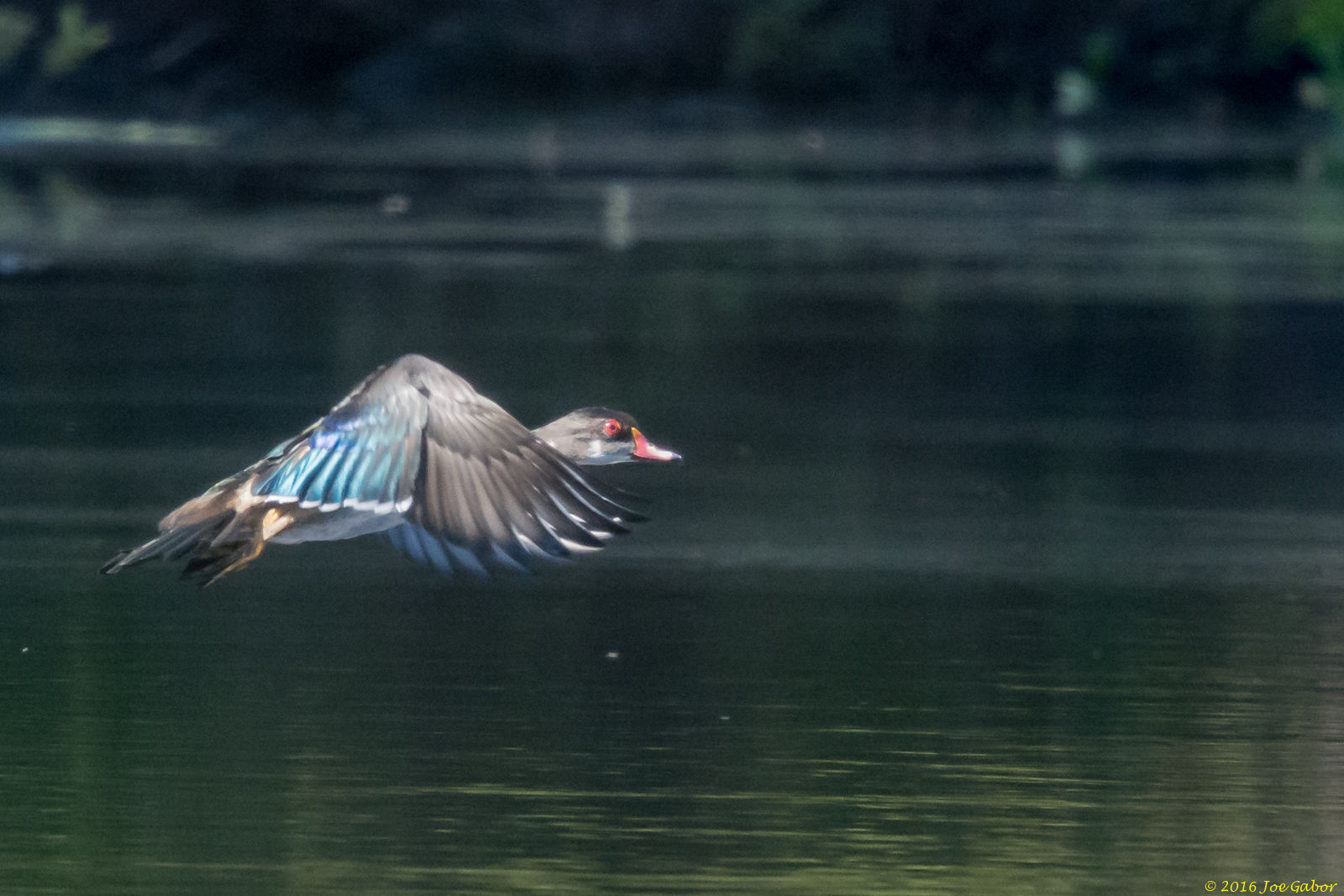 Wood Duck (Aix sponsa)