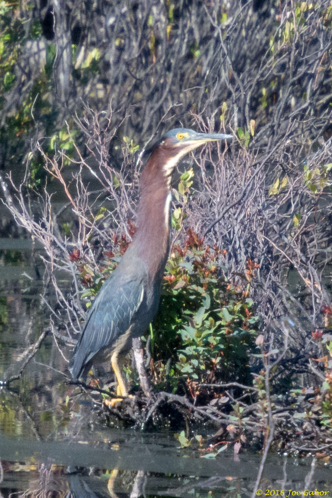Green Heron (Butorides virescens)