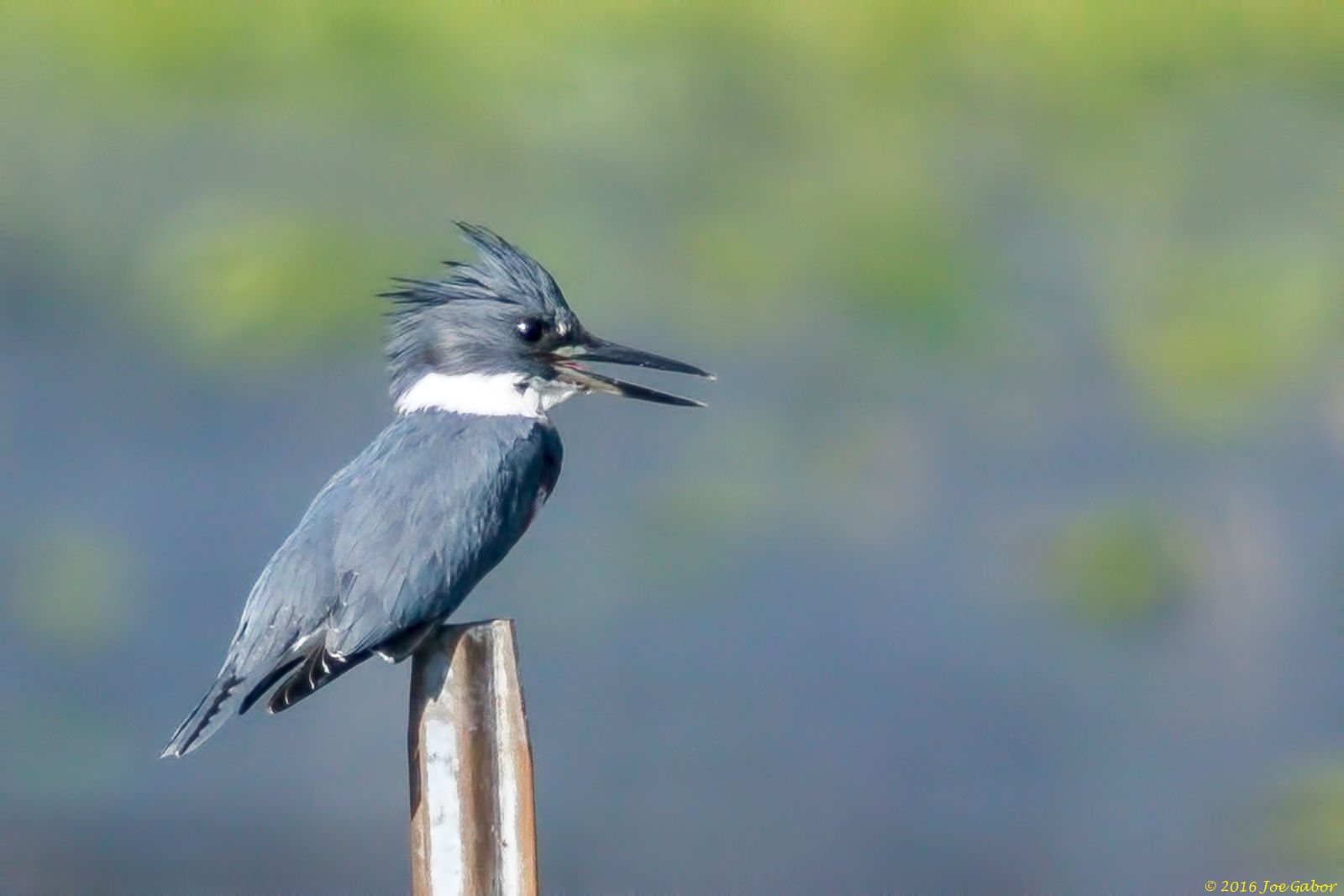 Belted Kingfisher (Megaceryle alcyon)