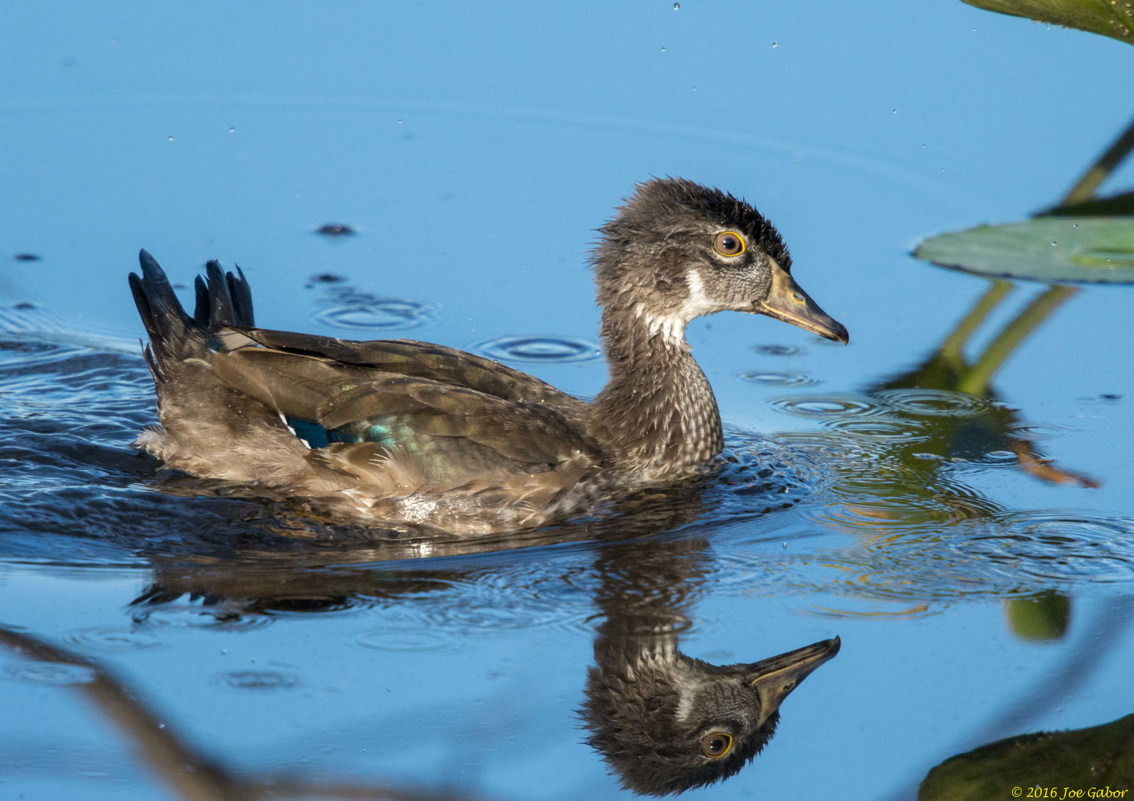 Wood Duck (Aix sponsa)