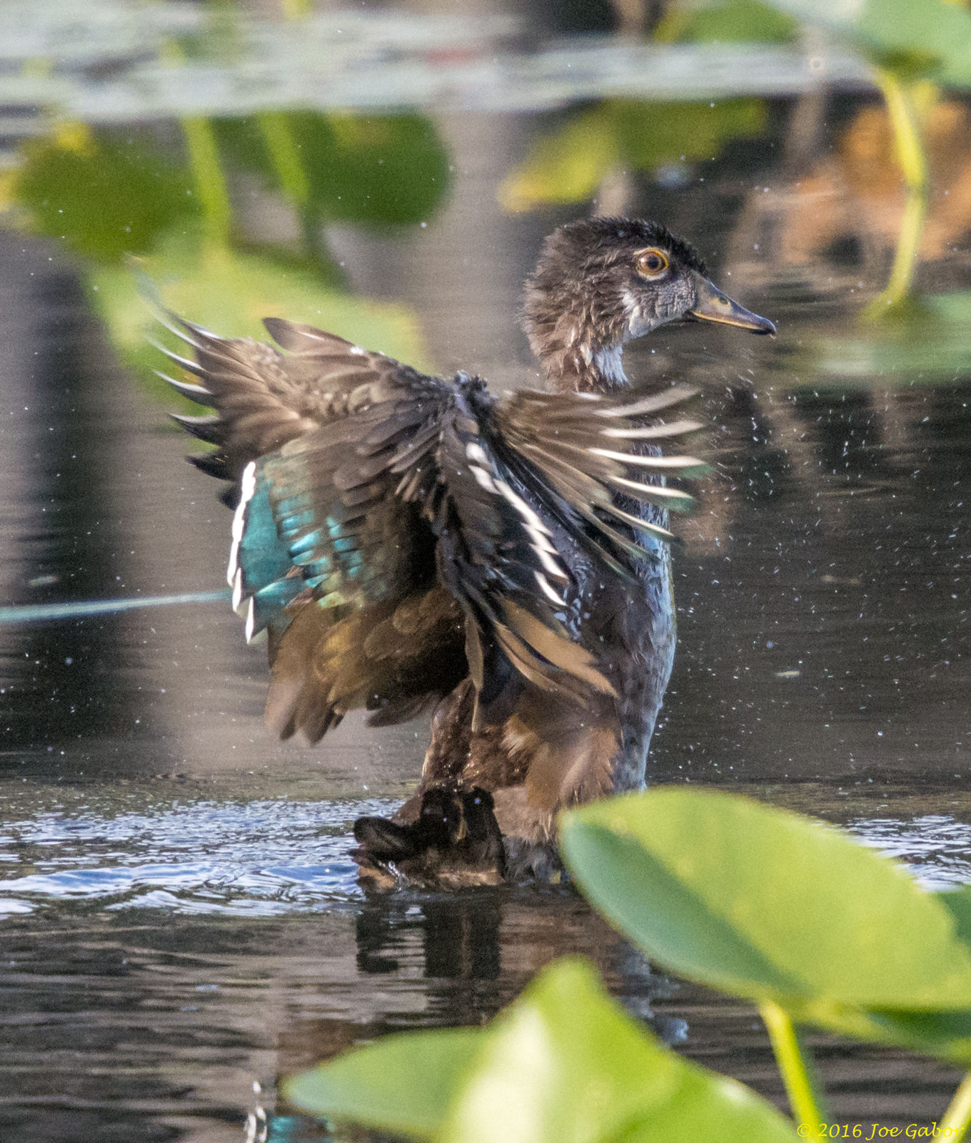 Wood Duck (Aix sponsa)