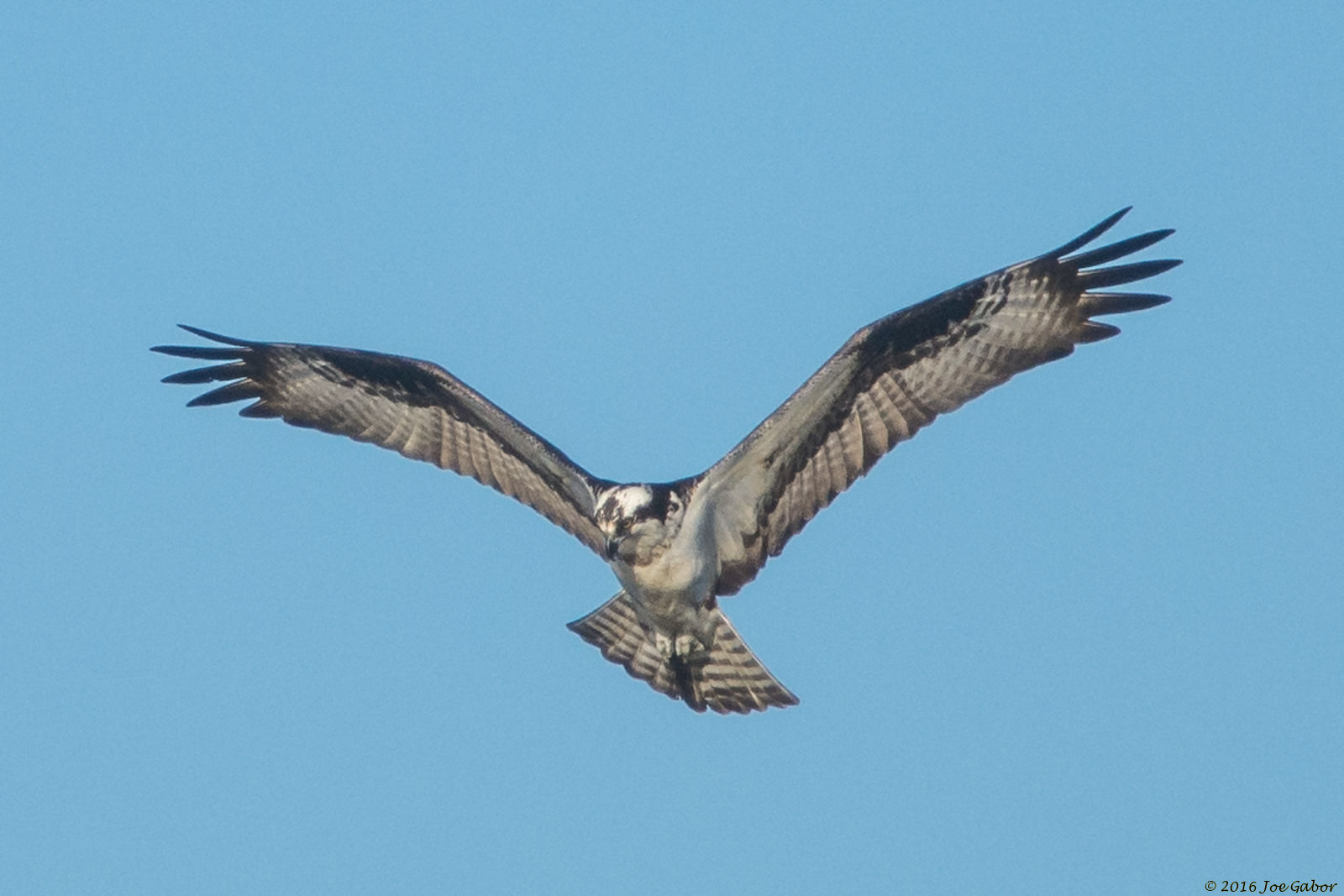 Osprey (Pandion haliaetus)