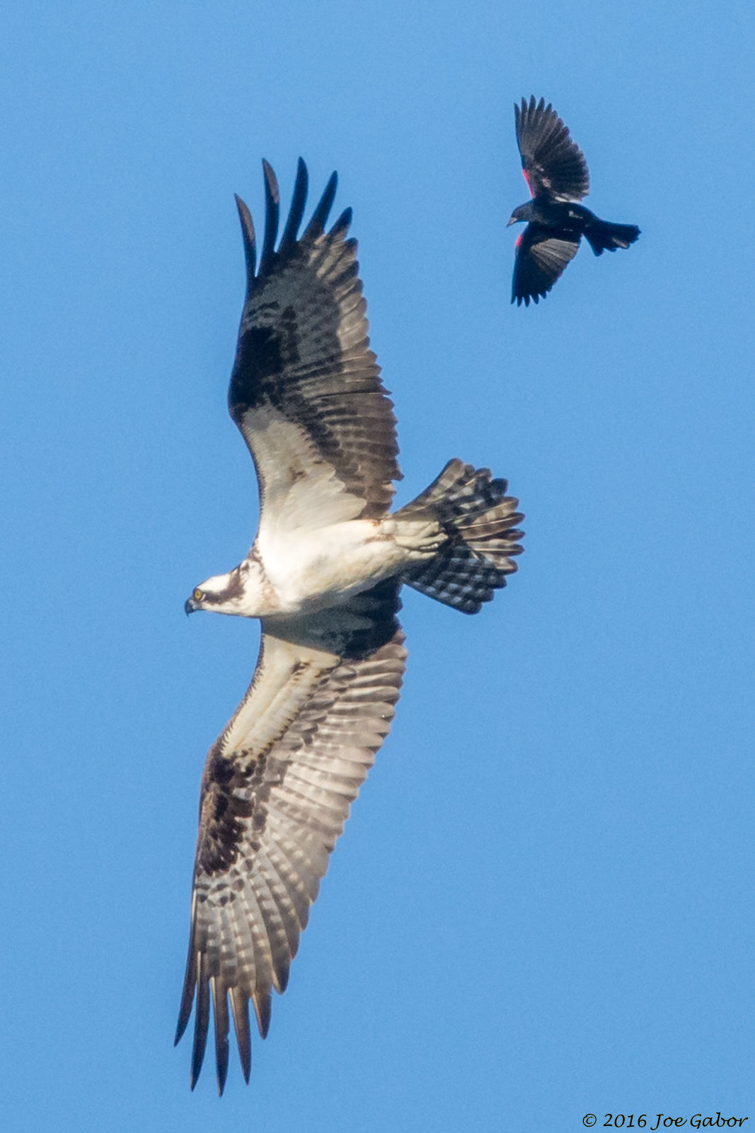 Osprey & Red-winged blackbird