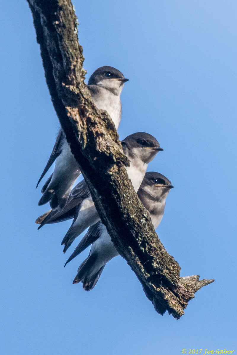Tree Swallow
(Tachycineta bicolor)