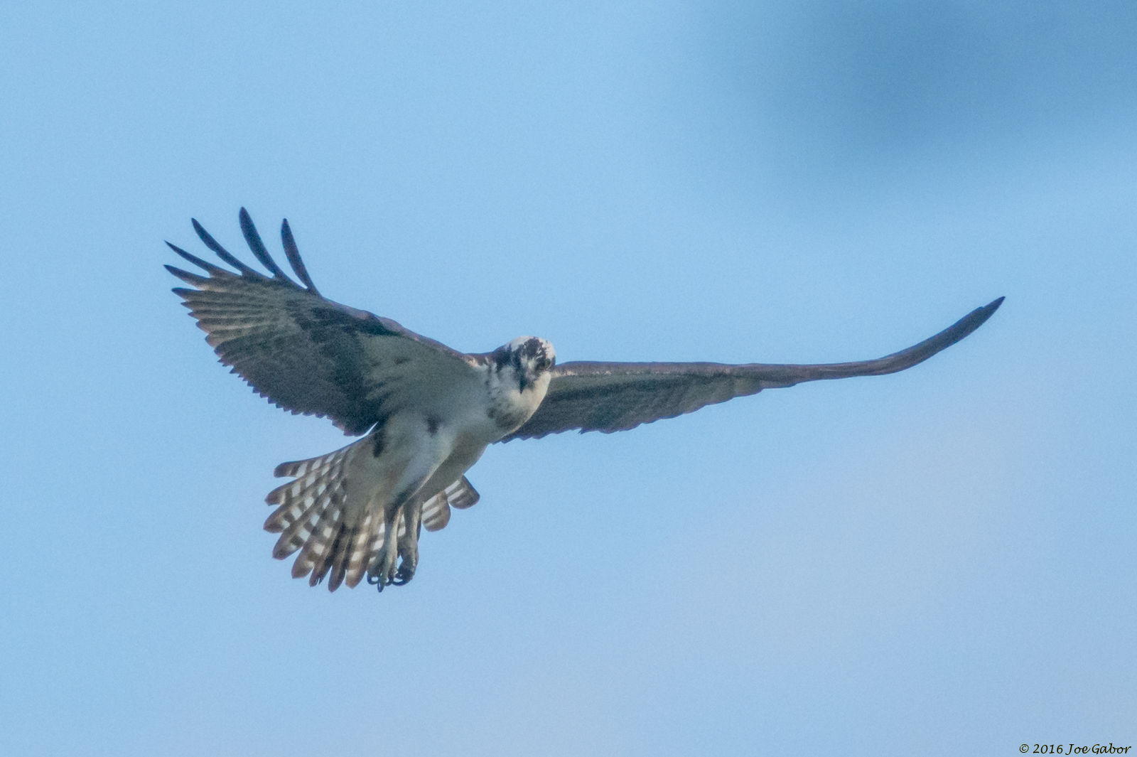 Osprey (Pandion haliaetus)