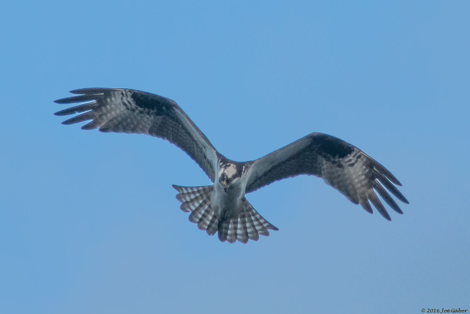 Osprey (Pandion haliaetus)