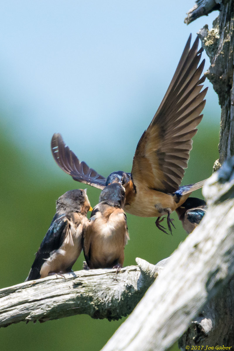 Tree Swallow
(Tachycineta bicolor)