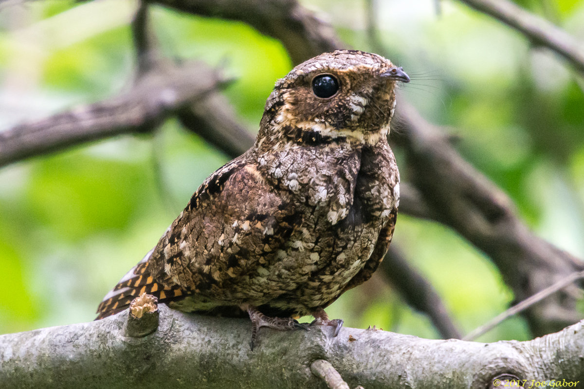 Eastern Whip-poor-will
(Antrostomus vociferus)