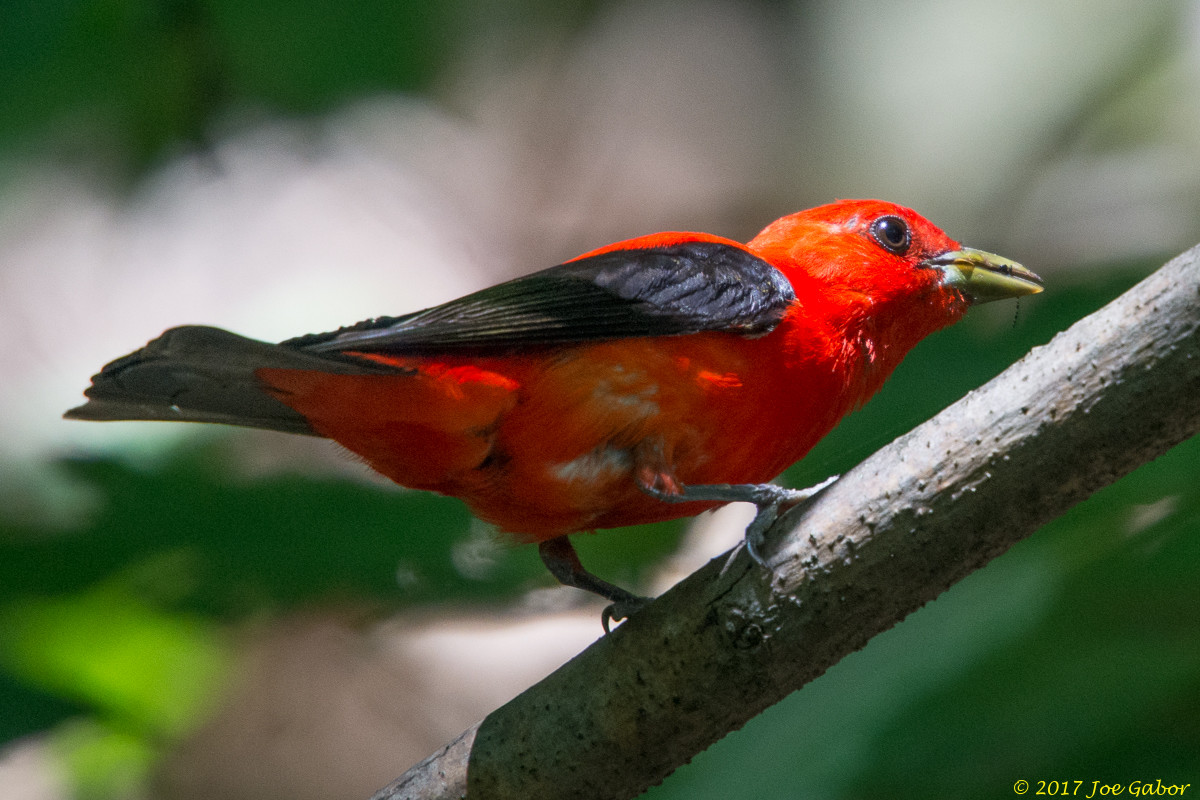 Scarlet Tanager
(Piranga olivacea)