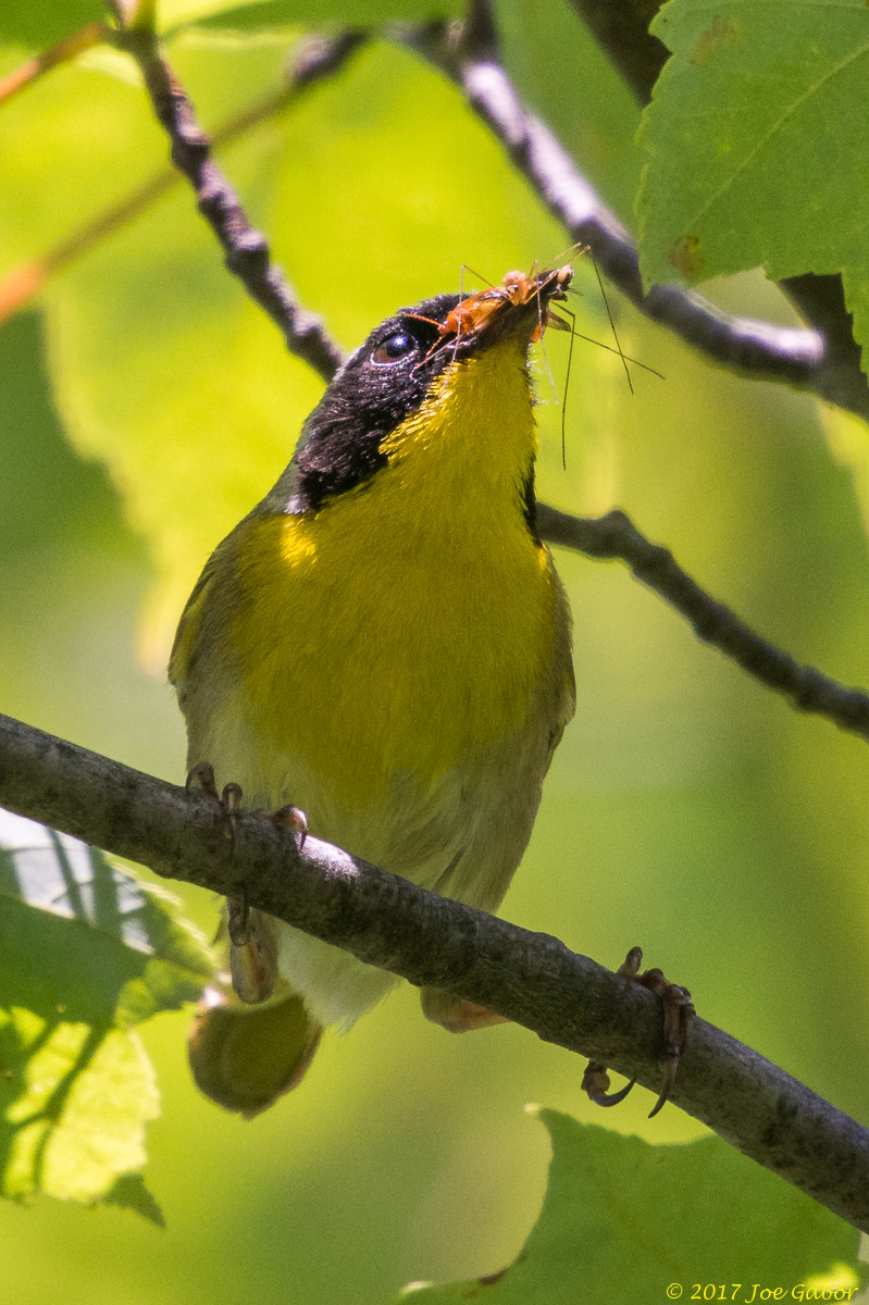Common Yellowthroat
(Geothlypis trichas)