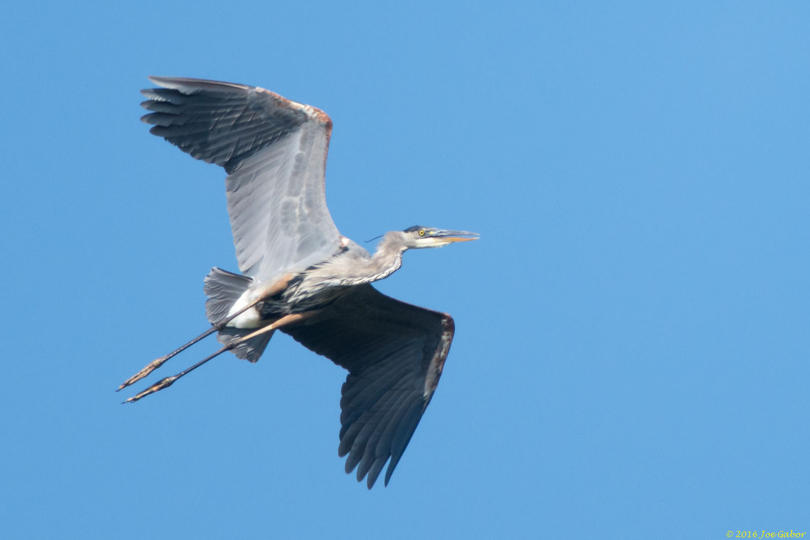 Great Blue Heron (Ardea herodias)
