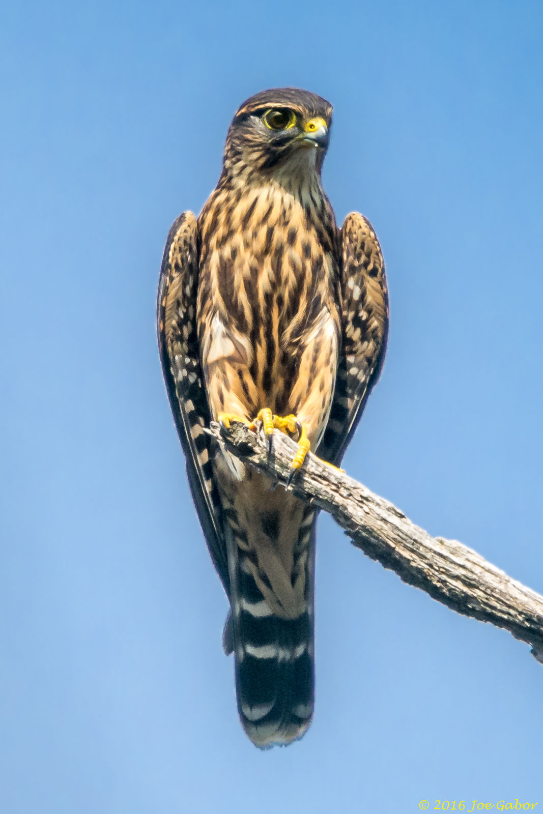 Merlin (Falco columbarius)
