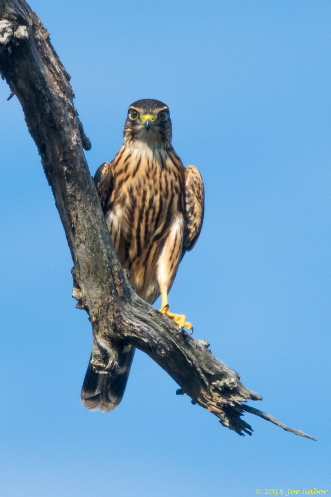 Merlin (Falco columbarius)