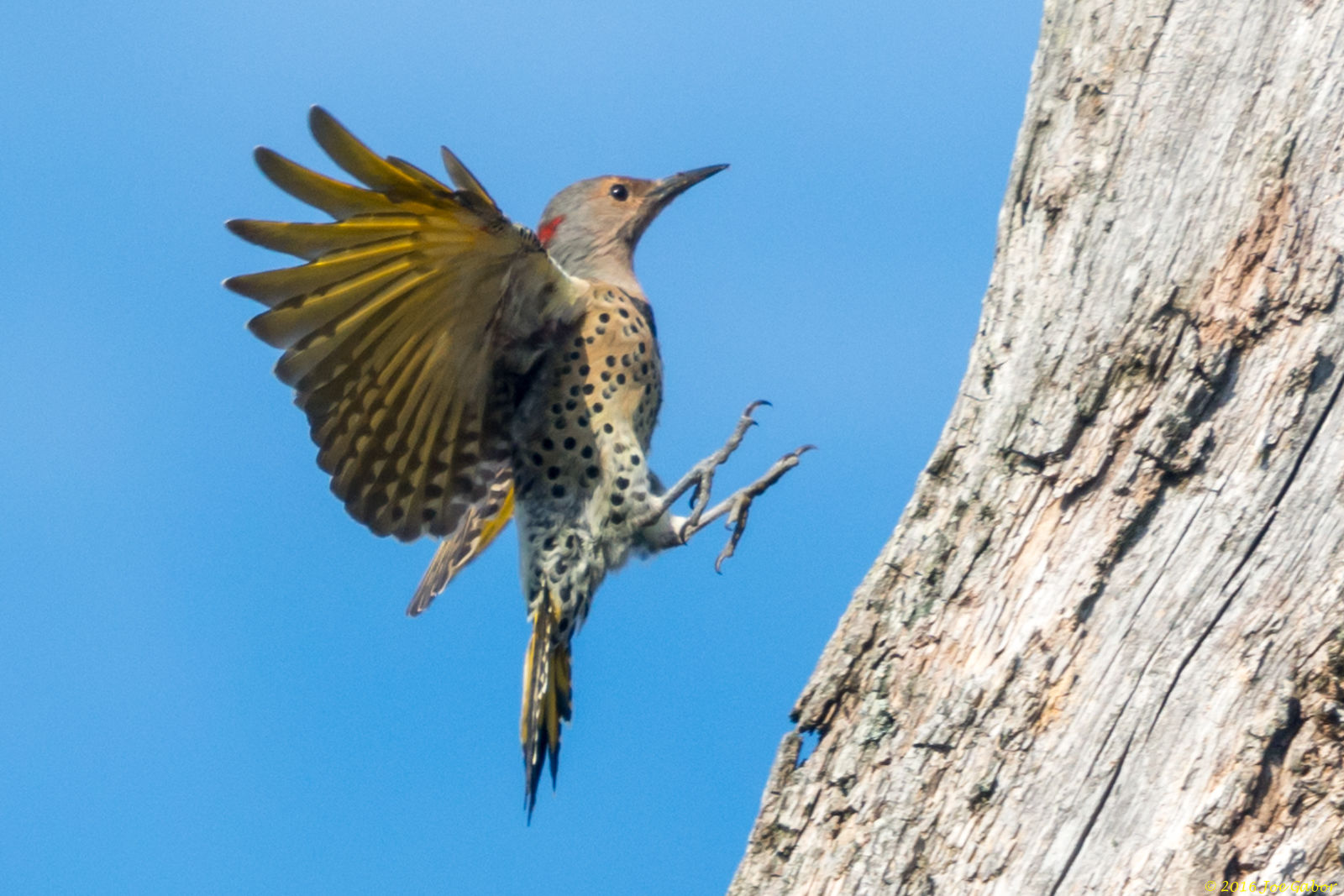 Northern Flicker (Colaptes auratus)